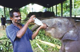 Pažintinės ir poilsinės kelionės į Šri Lanką