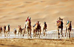Camels compete during the Liwa 2016 More...Camels compete during the Liwa 2016 Moreeb Dune Festival on January 5, 2016, in the Liwa desert, 250 kilometres west of the Gulf emirate of Abu Dhabi. The festival, which attracts participants from around the Gulf region, includes a variety of races (cars, bikes, falcons, camels and horses) or other activities aimed at promoting the country's folklore. AFP  PHOTO / KARIM SAHIBKARIM SAHIB/AFP/Getty Images