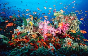 A tropical coral reef provides shelter for huge numbers of animals, Fiji, Indo-Pacific