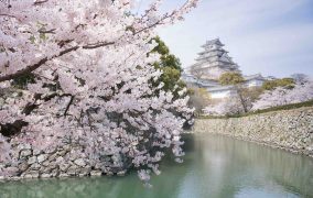 Japanese cherry blossoms and castle in spring