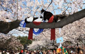 TOKYO - APRIL 03:  Cats rest on a branch of fully-bloomed cherry blossoms at Ueno Park on April 3, 2009 in Tokyo, Japan. Flower viewing or "Hanami" in Japanese is the national pastime of this time of the season in Japan.  (Photo by Junko Kimura/Getty Images)
