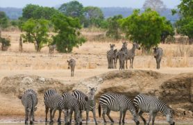 Safaris ir Masajų kaimas - pažintinė kelionė Tanzanija iš Zanzibaro