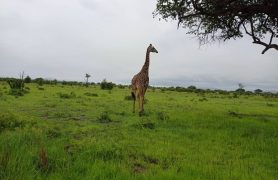 Safaris Afrikoje. Tanzanijos parkai ir poilsis Zanzibare