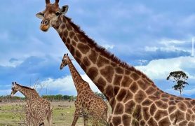 Safaris ir Masajų kaimas - pažintinė kelionė Tanzanija iš Zanzibaro