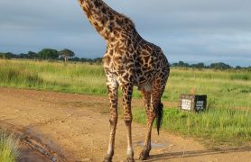Tanzanijos-safari-turas-ir poilsis-zanzibaro-saloje-10