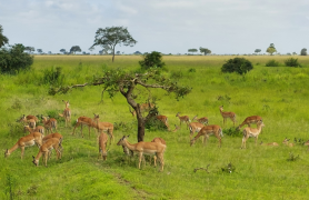 Tanzanijos-safari-turas-ir poilsis-zanzibaro-saloje-2