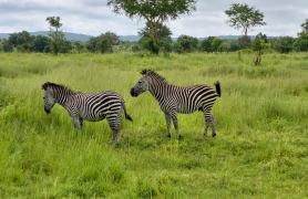 Tanzanijos-safari-turas-ir poilsis-zanzibaro-saloje-3