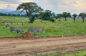 Tanzanijos-safari-turas-ir poilsis-zanzibaro-saloje-5