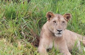Tanzanijos-safari-turas-ir poilsis-zanzibaro-saloje-8