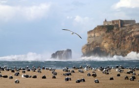 Seagulls stay ashore as strong winds batter Portugal's west coast fishing village of Nazare Saturday, Jan. 18 2014. (AP Photo/Armando Franca)